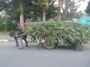 Donkey cart in Awassa
